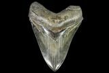 Serrated, Fossil Megalodon Tooth - Collector Quality #104558-1
